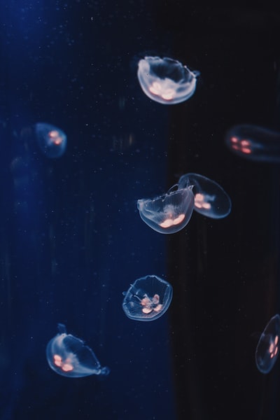 水母的水下摄影